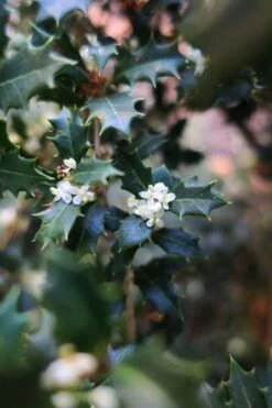 Party Princess 'Kaori Hime' Tea Olive - 7 Gallon Pot (2-3') 10 Party Princess 'Kaori Hime' Tea Olive - 7 Gallon Pot (2-3') -Botanica Tree Store osmanthus kaori hime party princess tea olive 1 1