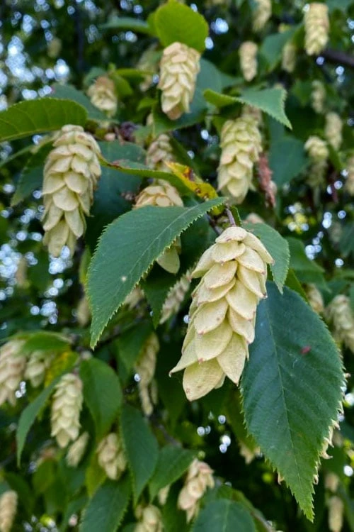 American Hop Hornbeam (Ostrya Virginiana) - 3 Pack Of 1.5 Quart Pots 1 American Hop Hornbeam (Ostrya Virginiana) - 3 Pack Of 1.5 Quart Pots