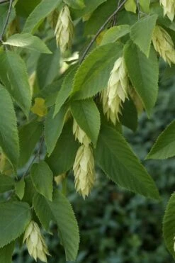 American Hop Hornbeam (Ostrya Virginiana) - 3 Pack Of 1.5 Quart Pots 12 American Hop Hornbeam (Ostrya Virginiana) - 3 Pack Of 1.5 Quart Pots -Botanica Tree Store ostrya virginiana hophornbeam tree 6