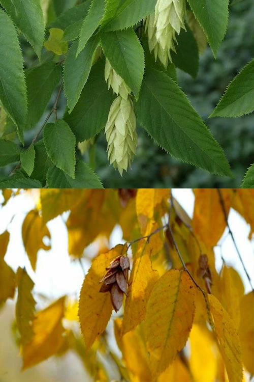 American Hop Hornbeam (Ostrya Virginiana) - 3 Pack Of 1.5 Quart Pots 7 American Hop Hornbeam (Ostrya Virginiana) - 3 Pack Of 1.5 Quart Pots - Image 7