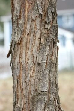 American Hop Hornbeam (Ostrya Virginiana) - 3 Pack Of 1.5 Quart Pots 15 American Hop Hornbeam (Ostrya Virginiana) - 3 Pack Of 1.5 Quart Pots -Botanica Tree Store ostrya virginiana hophornbeam tree 8