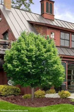 American Hop Hornbeam (Ostrya Virginiana) - 3 Gallon Pot 11 American Hop Hornbeam (Ostrya Virginiana) - 3 Gallon Pot -Botanica Tree Store ostrya virginiana hophornbeam tree 9 1