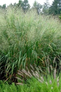 Cloud Nine Switch Grass (Panicum Virgatum) - 8 Pack Of 1 Gallon Pots -Botanica Tree Store panicum virgatum cloud nine switch grass 2 1
