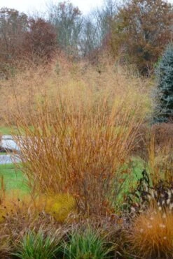 Cloud Nine Switch Grass (Panicum Virgatum) - 8 Pack Of 1 Gallon Pots -Botanica Tree Store panicum virgatum cloud nine switch grass 3 1