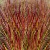 Shenandoah Switch Grass (Panicum Virgatum) -1 Gallon Pot