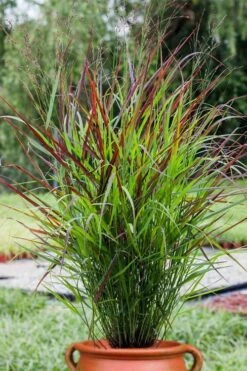 Shenandoah Switch Grass (Panicum Virgatum) -1 Gallon Pot -Botanica Tree Store panicum virgatum shenandoah 5