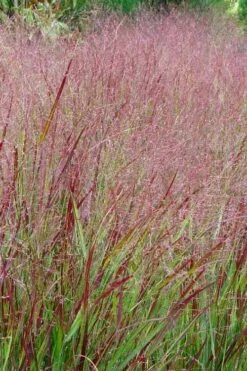 Shenandoah Switch Grass (Panicum Virgatum) -1 Gallon Pot -Botanica Tree Store panicum virgatum shenandoah 6