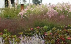 Shenandoah Switch Grass (Panicum Virgatum) -1 Gallon Pot -Botanica Tree Store panicum virgatum shenandoah 7