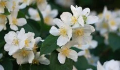 Sweet Mock Orange (Philadelphus Coronarius) - 3 Gallon Pot -Botanica Tree Store philadelphus coronarius mock orange 3