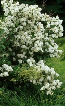Sweet Mock Orange (Philadelphus Coronarius) - 3 Gallon Pot -Botanica Tree Store philadelphus coronarius mock orange 4