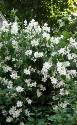 Sweet Mock Orange (Philadelphus Coronarius) - 3 Gallon Pot -Botanica Tree Store philadelphus coronarius mock orange 5