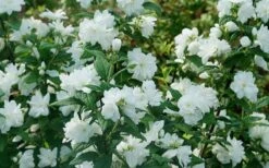 Illuminati Arch Mock Orange (Philadelphus Coronarius) - 3 Gallon Pot -Botanica Tree Store philadelphus illuminati arch mock orange 5