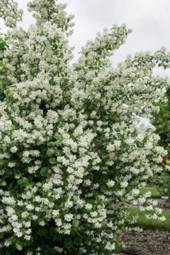 Blizzard Mock Orange (Philadelphus) - 1 Gallon Pot 11 Blizzard Mock Orange (Philadelphus) - 1 Gallon Pot -Botanica Tree Store philadelphus lewisii blizzard mock orange 2