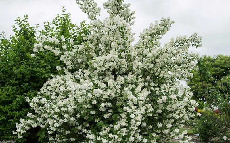 Blizzard Mock Orange (Philadelphus) - 1 Gallon Pot 7 Blizzard Mock Orange (Philadelphus) - 1 Gallon Pot - Image 7