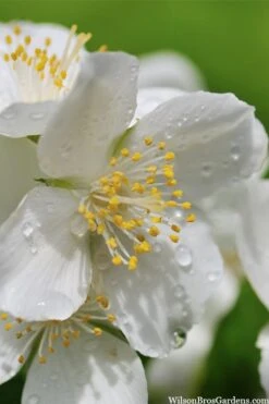 Blizzard Mock Orange (Philadelphus) - 1 Gallon Pot 10 Blizzard Mock Orange (Philadelphus) - 1 Gallon Pot -Botanica Tree Store philadelphus lewisii blizzard mock orange 6