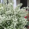Blizzard Mock Orange (Philadelphus) - 1 Gallon Pot