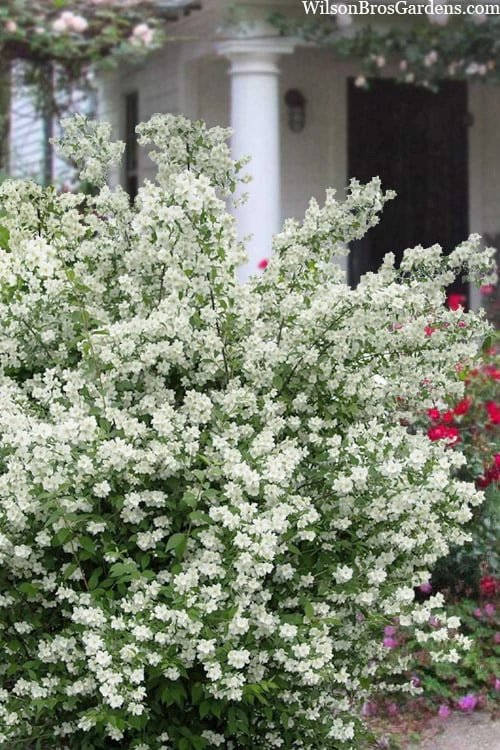 Blizzard Mock Orange (Philadelphus) - 1 Gallon Pot 1 Blizzard Mock Orange (Philadelphus) - 1 Gallon Pot