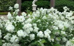 Minnesota Snowflake Mock Orange (Philadelphus) - 1 Gallon Pot 11 Minnesota Snowflake Mock Orange (Philadelphus) - 1 Gallon Pot -Botanica Tree Store philadelphus minnesota snowflake mock orange 5