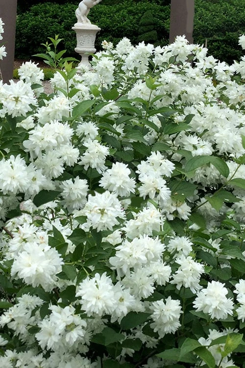 Minnesota Snowflake Mock Orange (Philadelphus) - 1 Gallon Pot 1 Minnesota Snowflake Mock Orange (Philadelphus) - 1 Gallon Pot