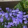 Blue Moon Woodland Phlox - 1 Gallon Pot