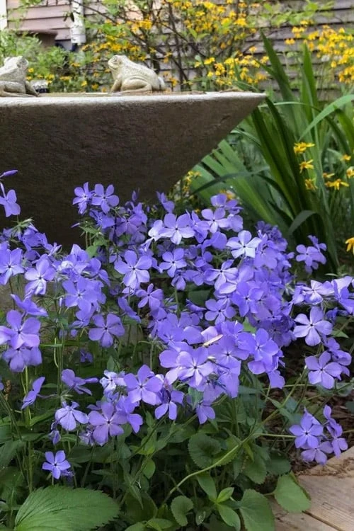 Blue Moon Woodland Phlox - 1 Gallon Pot 1 Blue Moon Woodland Phlox - 1 Gallon Pot