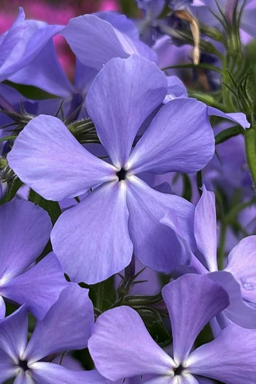 Blue Moon Woodland Phlox - 1 Gallon Pot 4 Blue Moon Woodland Phlox - 1 Gallon Pot - Image 4