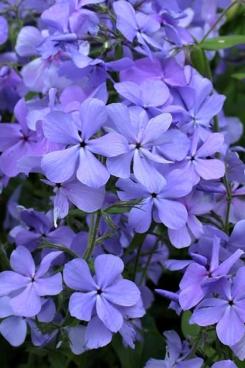 Blue Moon Woodland Phlox - 1 Gallon Pot 7 Blue Moon Woodland Phlox - 1 Gallon Pot - Image 7