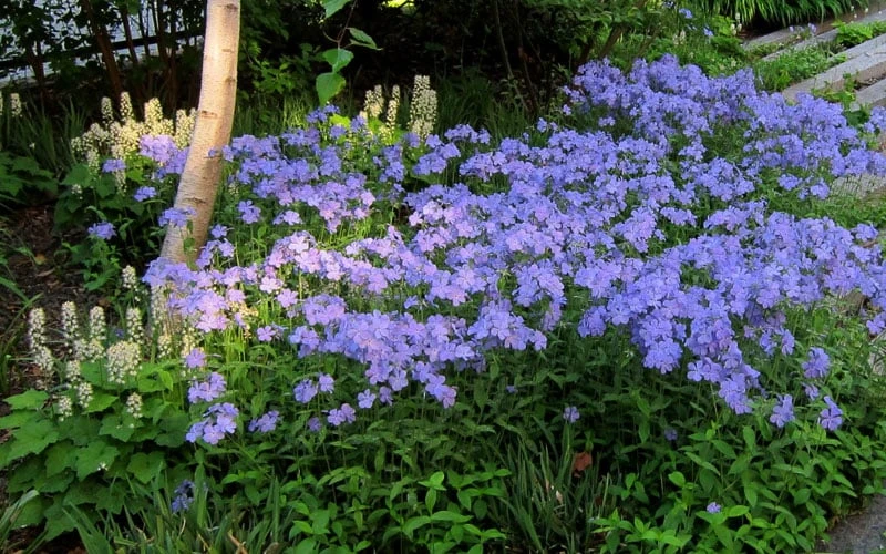 Blue Moon Woodland Phlox - 1 Gallon Pot 5 Blue Moon Woodland Phlox - 1 Gallon Pot - Image 5