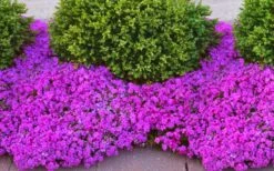 Drummond's Pink Creeping Phlox - 6 Pack Of 1 Gallon Pots -Botanica Tree Store phlox subulata drummonds pink creeping 1