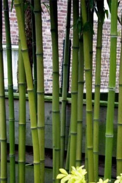 Incense Bamboo (Phyllostachys Atrovaginata) - 3 Gallon Pot -Botanica Tree Store phyllostachys atrovaginata incense bamboo 2