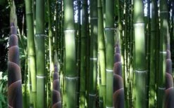 Incense Bamboo (Phyllostachys Atrovaginata) - 3 Gallon Pot -Botanica Tree Store phyllostachys atrovaginata incense bamboo 3