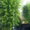 Incense Bamboo (Phyllostachys Atrovaginata) - 3 Gallon Pot