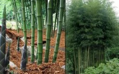 Incense Bamboo (Phyllostachys Atrovaginata) - 3 Gallon Pot -Botanica Tree Store phyllostachys atrovaginata incense bamboo 7