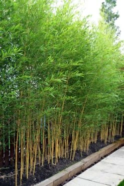 Koi Golden Bamboo (Phyllostachys Aurea 'Koi') - 3 Gallon Pot (2-4') 9 Koi Golden Bamboo (Phyllostachys Aurea 'Koi') - 3 Gallon Pot (2-4') -Botanica Tree Store phyllostachys aurea koi golden bamboo 100 1