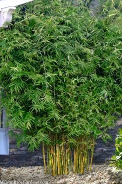 Koi Golden Bamboo (Phyllostachys Aurea 'Koi') - 3 Gallon Pot (2-4') 8 Koi Golden Bamboo (Phyllostachys Aurea 'Koi') - 3 Gallon Pot (2-4') -Botanica Tree Store phyllostachys aurea koi golden bamboo 101 1