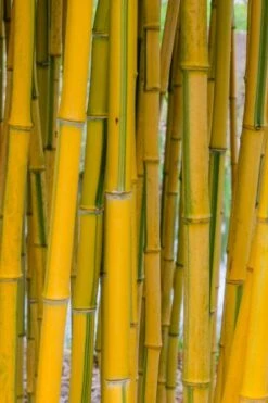 Green Groove Golden Bamboo - Phyllostachys Aureosulcata 'Spectabilis' - 3 Gallon Pot (4-6') -Botanica Tree Store phyllostachys aureosulcata spectabilis green groove bamboo 101