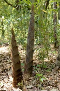 Moso Giant Bamboo (Phyllostachys Edulis 'Moso') - 3 Gallon Pot (4-6') -Botanica Tree Store phyllostachys edulis moso giant timber bamboo 100