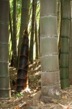 Moso Giant Bamboo (Phyllostachys Edulis 'Moso') - 3 Gallon Pot (4-6') -Botanica Tree Store phyllostachys edulis moso giant timber bamboo 101