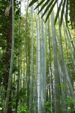 Moso Giant Bamboo (Phyllostachys Edulis 'Moso') - 3 Gallon Pot (2-4') 21 Moso Giant Bamboo (Phyllostachys Edulis 'Moso') - 3 Gallon Pot (2-4') -Botanica Tree Store phyllostachys edulis moso giant timber bamboo 105 1