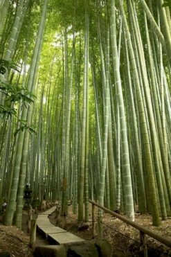 Moso Giant Bamboo (Phyllostachys Edulis 'Moso') - 3 Gallon Pot (2-4') 15 Moso Giant Bamboo (Phyllostachys Edulis 'Moso') - 3 Gallon Pot (2-4') -Botanica Tree Store phyllostachys edulis moso giant timber bamboo 106 1