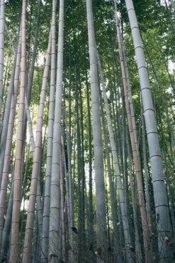 Henon Giant Gray Bamboo - Phyllostachys Nigra 'Henon' - 3 Gallon Pot (3-4')