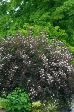 Summer Wine Ninebark (Physocarpus) - 3 Gallon Pot -Botanica Tree Store physocarpus summer wine ninebark 2