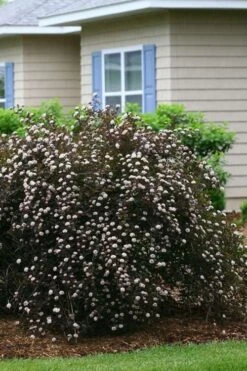 Summer Wine Ninebark (Physocarpus) - 3 Gallon Pot -Botanica Tree Store physocarpus summer wine ninebark 3