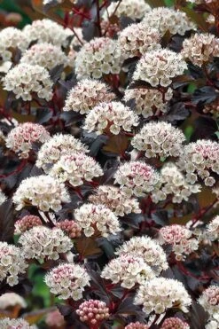 Summer Wine Ninebark (Physocarpus) - 3 Gallon Pot -Botanica Tree Store physocarpus summer wine ninebark 4