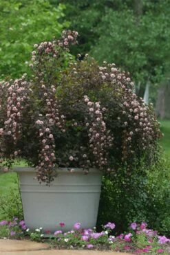 Summer Wine Ninebark (Physocarpus) - 3 Gallon Pot -Botanica Tree Store physocarpus summer wine ninebark 5