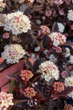Summer Wine Ninebark (Physocarpus) - 3 Gallon Pot -Botanica Tree Store physocarpus summer wine ninebark 6