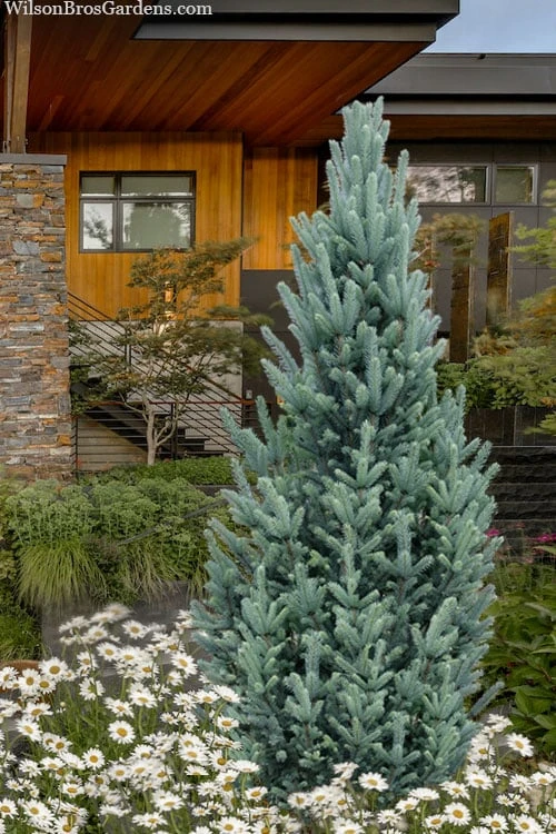 Columnar Colorado Blue Spruce (Picea Pungens 'Fastigiata') - 1 Gallon Pot 1 Columnar Colorado Blue Spruce (Picea Pungens 'Fastigiata') - 1 Gallon Pot