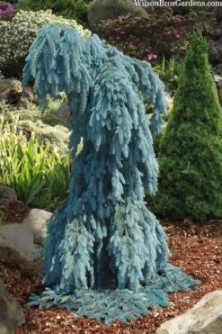 Slenderina Weeping Colorado Blue Spruce - 5 Gallon Pot -Botanica Tree Store picea pungens glauca slenderina pendula weeping colorado spruce 4 1