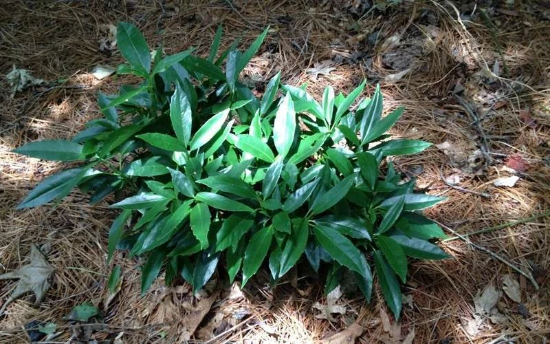 Dwarf Green Aucuba - Japanese Laurel - 1 Gallon Pot 6 Dwarf Green Aucuba - Japanese Laurel - 1 Gallon Pot - Image 6
