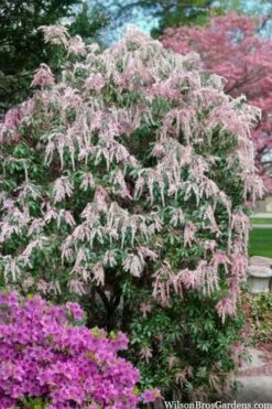 Dorothy Wycoff Pieris - 3 Gallon Pot -Botanica Tree Store pieris japonica dorothy wycoff 2